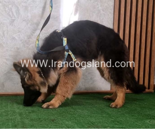 twlh-zhrmn-shprd-german-shepherd-146_2