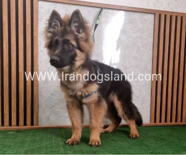 twlh-zhrmn-shprd-german-shepherd-146_3