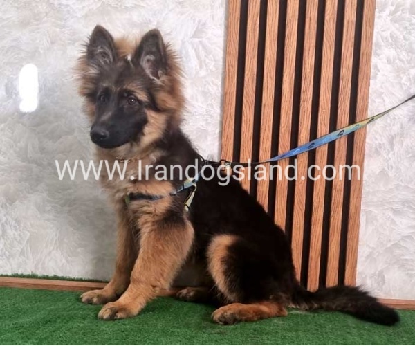 twlh-zhrmn-shprd-german-shepherd-146_5