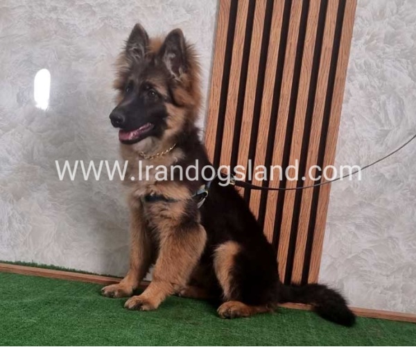 twlh-zhrmn-shprd-german-shepherd-146_6